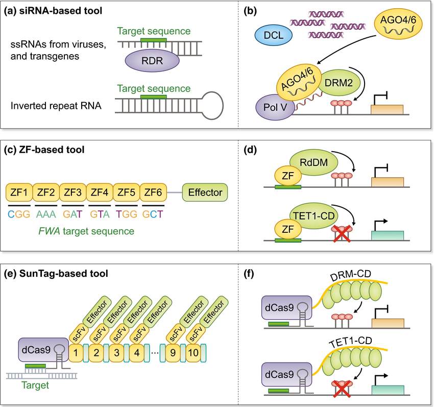 Tools for targeted manipulation of DNA methylation in plants.